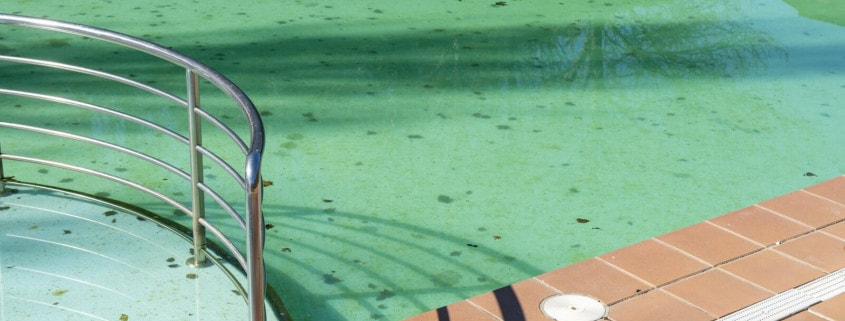 Algae Growth in Swimming Pools